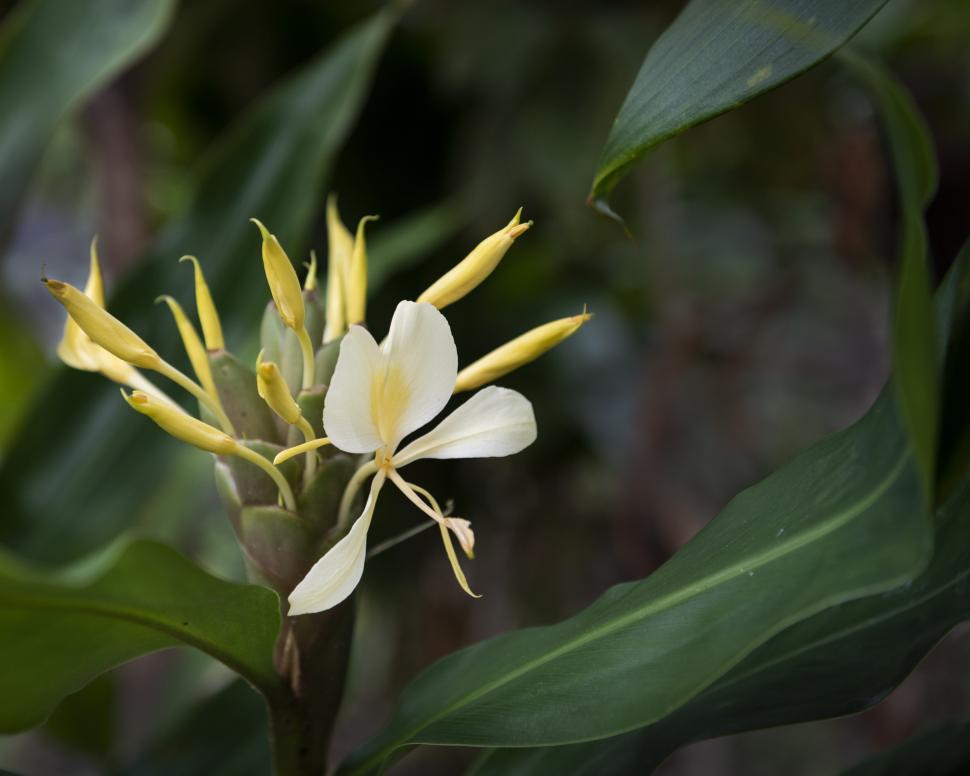 Hawaii a plantat ghimbir Kahili de Himalaya în scop ornamental, în 1940. Planta invazivă sufocă acum puieții copacilor nativi în păduri 1110413