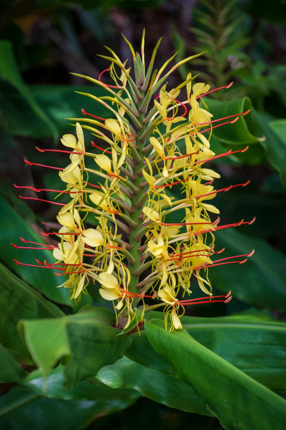 Hawaii a plantat ghimbir Kahili de Himalaya în scop ornamental, în 1940. Planta invazivă sufocă acum puieții copacilor nativi în păduri 1110414