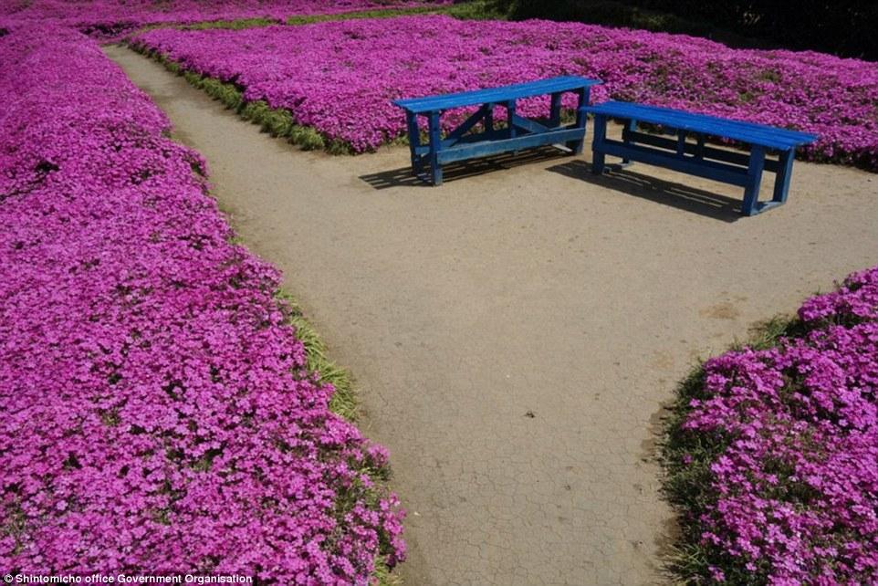 Cea mai romantică grădină din lume. După ce a orbit, soțul ei i-a plantat mii de flori roz, timp de zeci de ani, ca să aibă vizitatori 1111021