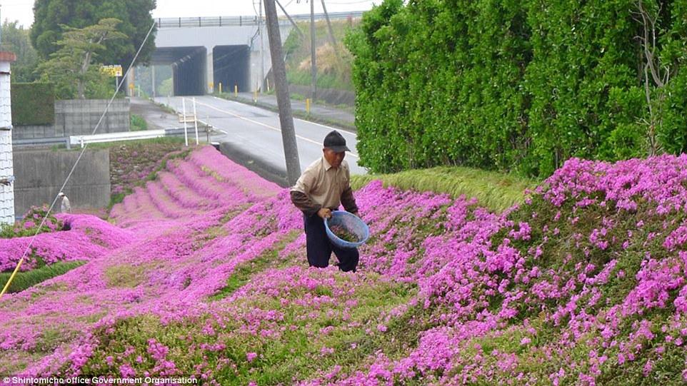 Cea mai romantică grădină din lume. După ce a orbit, soțul ei i-a plantat mii de flori roz, timp de zeci de ani, ca să aibă vizitatori 1111026