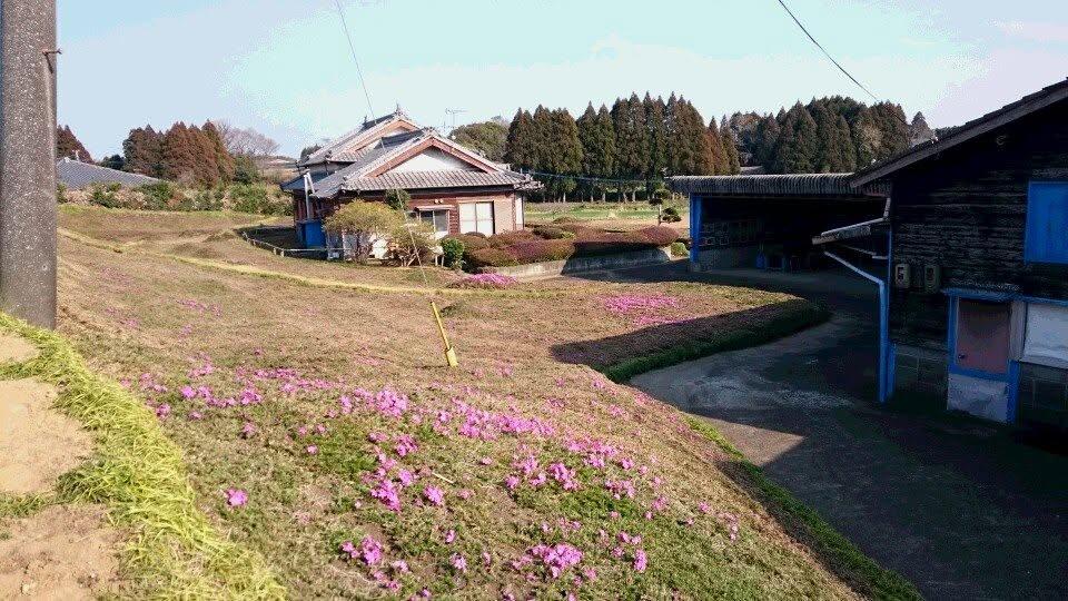 Cea mai romantică grădină din lume. După ce a orbit, soțul ei i-a plantat mii de flori roz, timp de zeci de ani, ca să aibă vizitatori 1111030