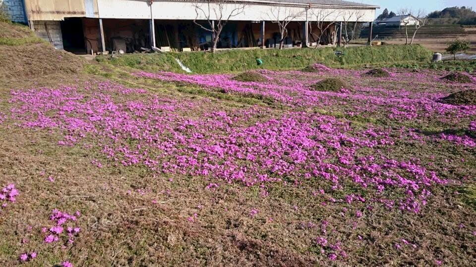 Cea mai romantică grădină din lume. După ce a orbit, soțul ei i-a plantat mii de flori roz, timp de zeci de ani, ca să aibă vizitatori 1111031