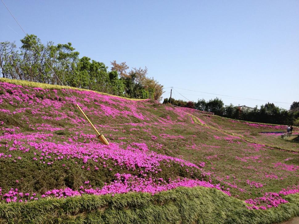Cea mai romantică grădină din lume. După ce a orbit, soțul ei i-a plantat mii de flori roz, timp de zeci de ani, ca să aibă vizitatori 1111032