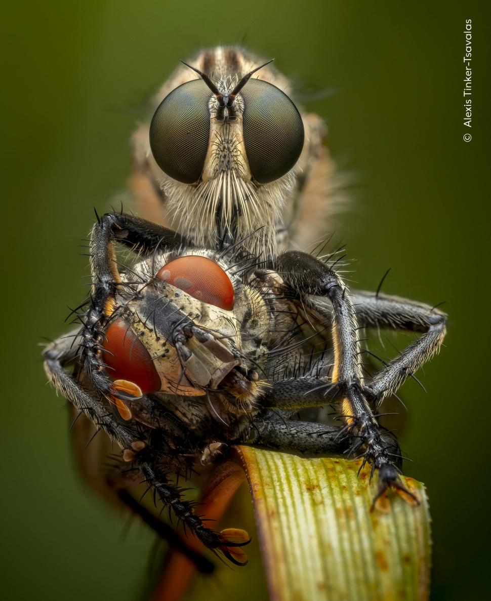 Wildlife Photographer of the Year 2026. Elefantul care își cară puiul mort a luat marele premiu. Celelalte imagini câștigătoare 1110782