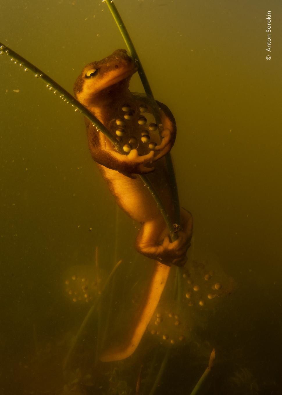 Wildlife Photographer of the Year 2026. Elefantul care își cară puiul mort a luat marele premiu. Celelalte imagini câștigătoare 1110784