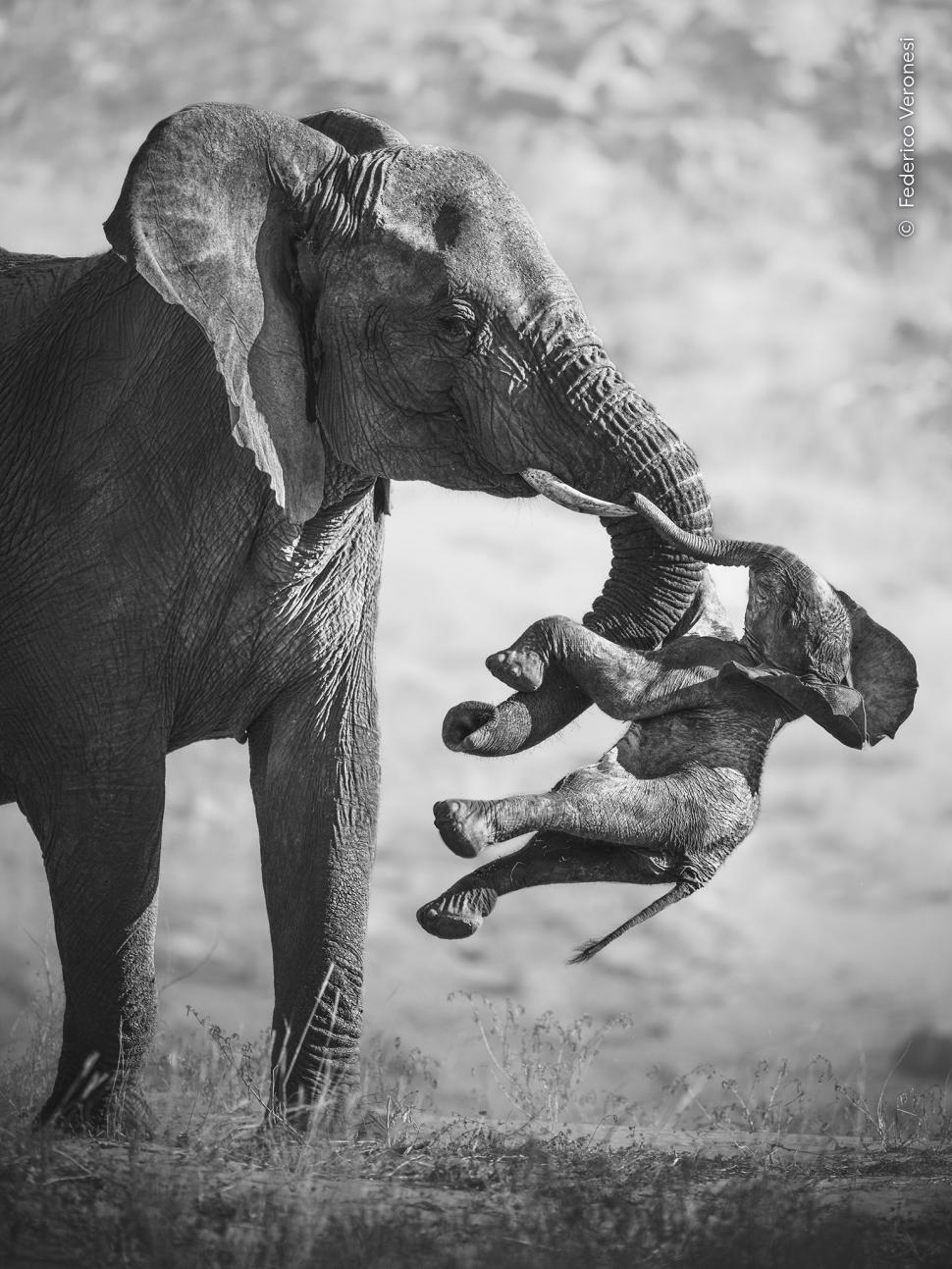 Wildlife Photographer of the Year 2026. Elefantul care își cară puiul mort a luat marele premiu. Celelalte imagini câștigătoare 1110785