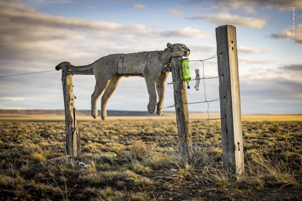 Wildlife Photographer of the Year 2026. Elefantul care își cară puiul mort a luat marele premiu. Celelalte imagini câștigătoare 1110786