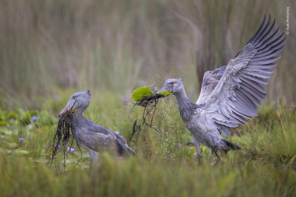 Wildlife Photographer of the Year 2026. Elefantul care își cară puiul mort a luat marele premiu. Celelalte imagini câștigătoare 1110787