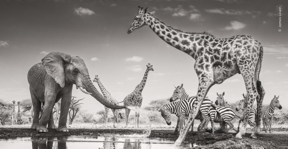 Wildlife Photographer of the Year 2026. Elefantul care își cară puiul mort a luat marele premiu. Celelalte imagini câștigătoare 1110788