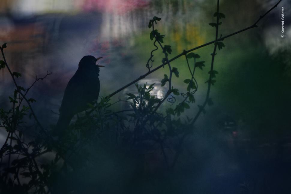 Wildlife Photographer of the Year 2026. Elefantul care își cară puiul mort a luat marele premiu. Celelalte imagini câștigătoare 1110789