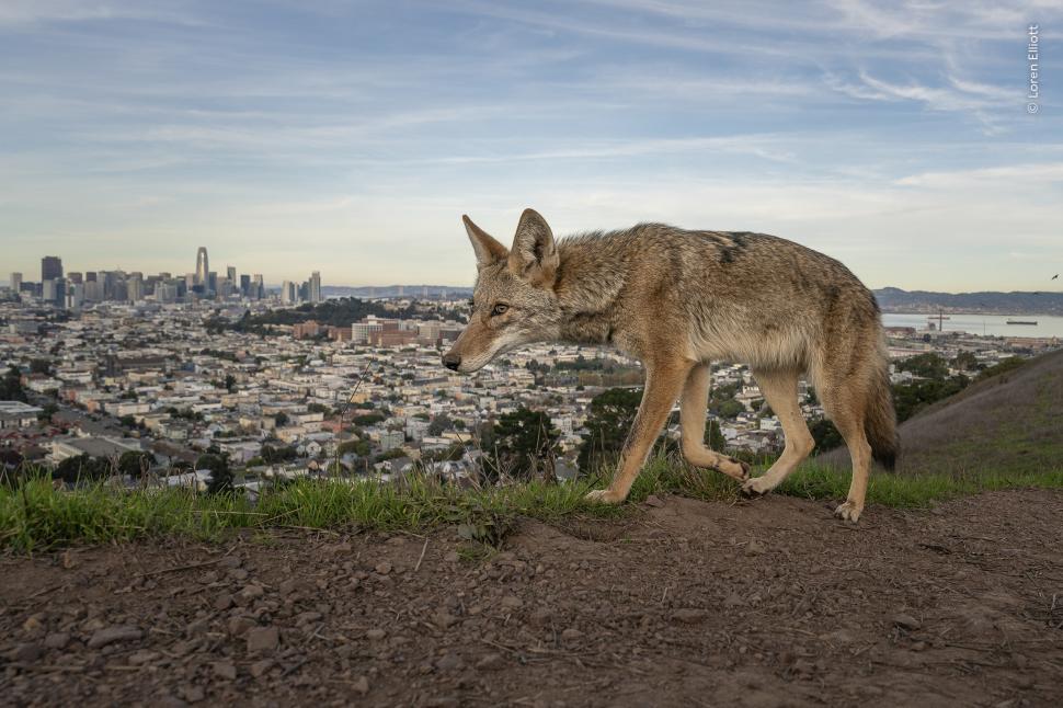 Wildlife Photographer of the Year 2026. Elefantul care își cară puiul mort a luat marele premiu. Celelalte imagini câștigătoare 1110791