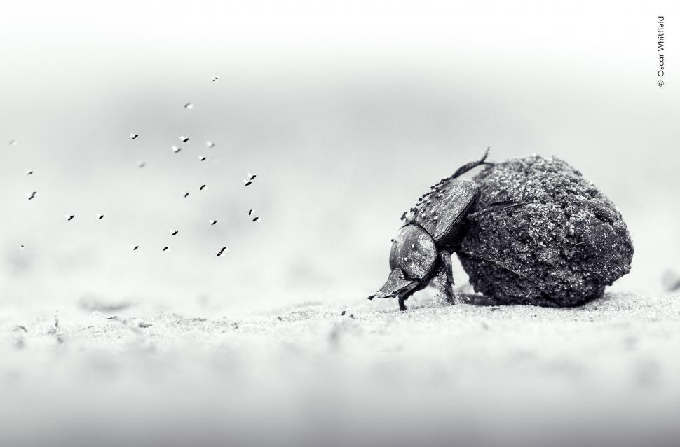 Wildlife Photographer of the Year 2026. Elefantul care își cară puiul mort a luat marele premiu. Celelalte imagini câștigătoare 1110793