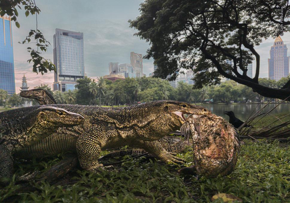 Wildlife Photographer of the Year 2026. Elefantul care își cară puiul mort a luat marele premiu. Celelalte imagini câștigătoare 1110794