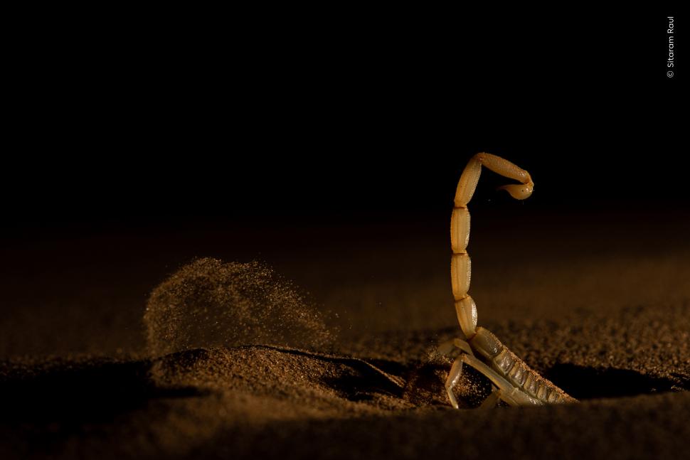 Wildlife Photographer of the Year 2026. Elefantul care își cară puiul mort a luat marele premiu. Celelalte imagini câștigătoare 1110795