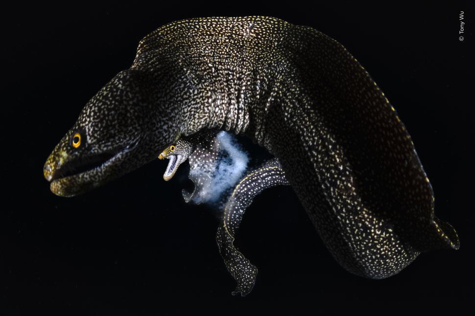 Wildlife Photographer of the Year 2026. Elefantul care își cară puiul mort a luat marele premiu. Celelalte imagini câștigătoare 1110796