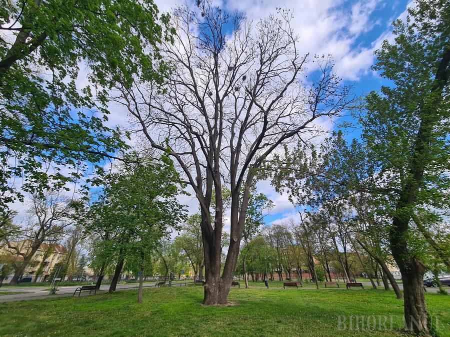 La Oradea, primăria a tăiat frasinul contelui Rhédey, vechi de 245 de ani, chiar după ce l-a declarat monument 1111399