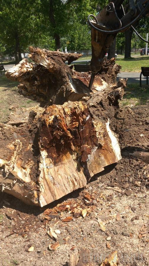 La Oradea, primăria a tăiat frasinul contelui Rhédey, vechi de 245 de ani, chiar după ce l-a declarat monument 1111400