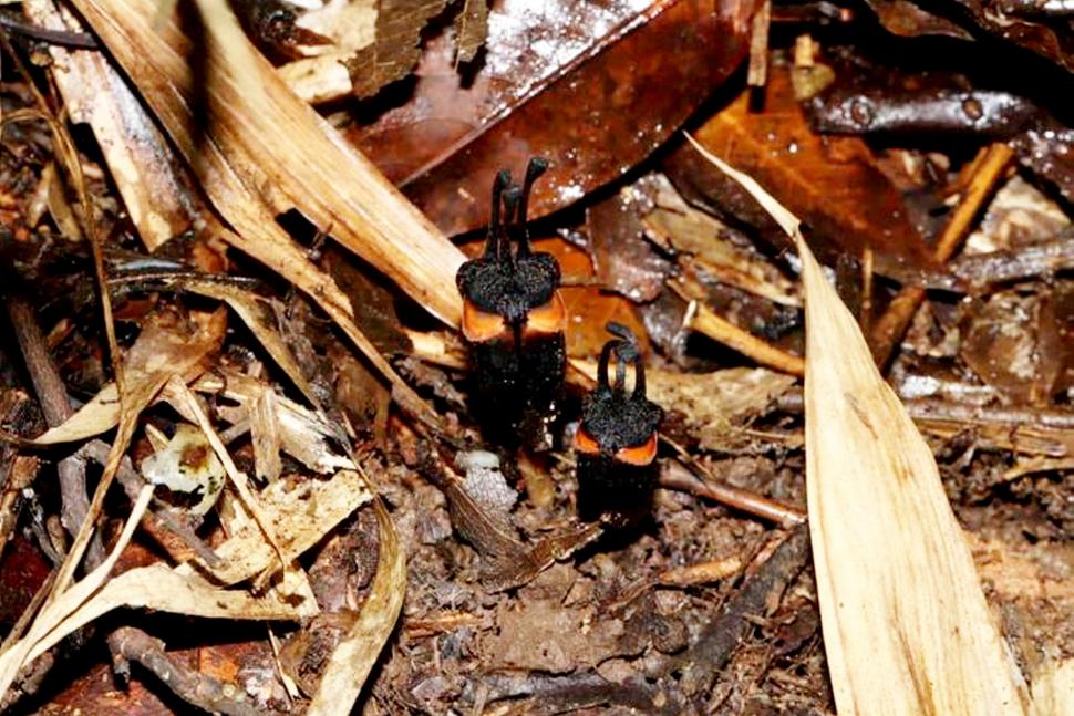 O floare neagră, cu „coarne”, a apărut în mijlocul unei păduri verzi. A primit un nume de demon. Unde poate fi văzută 1112542