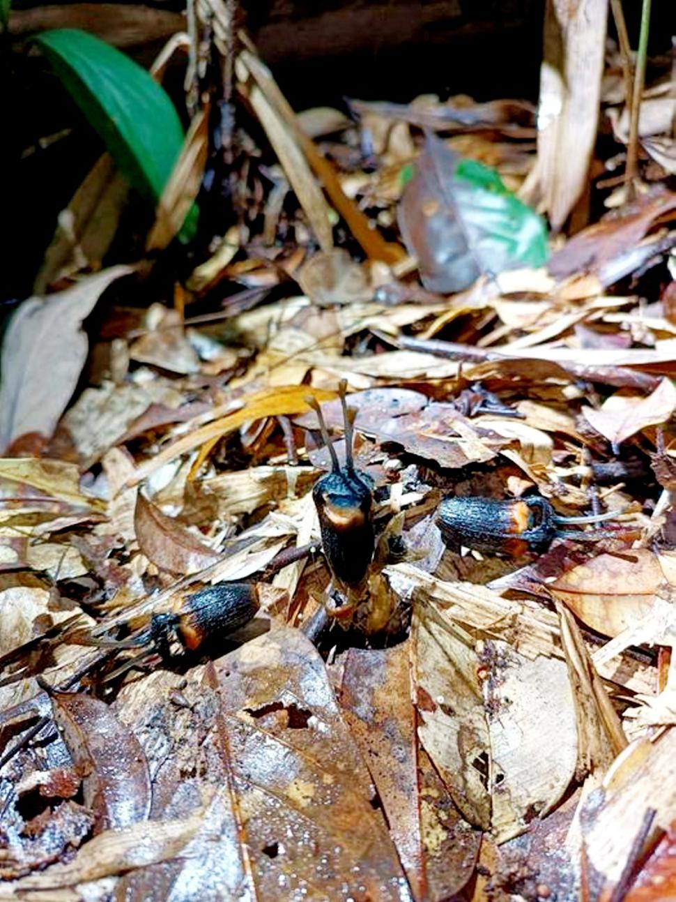 O floare neagră, cu „coarne”, a apărut în mijlocul unei păduri verzi. A primit un nume de demon. Unde poate fi văzută 1112547