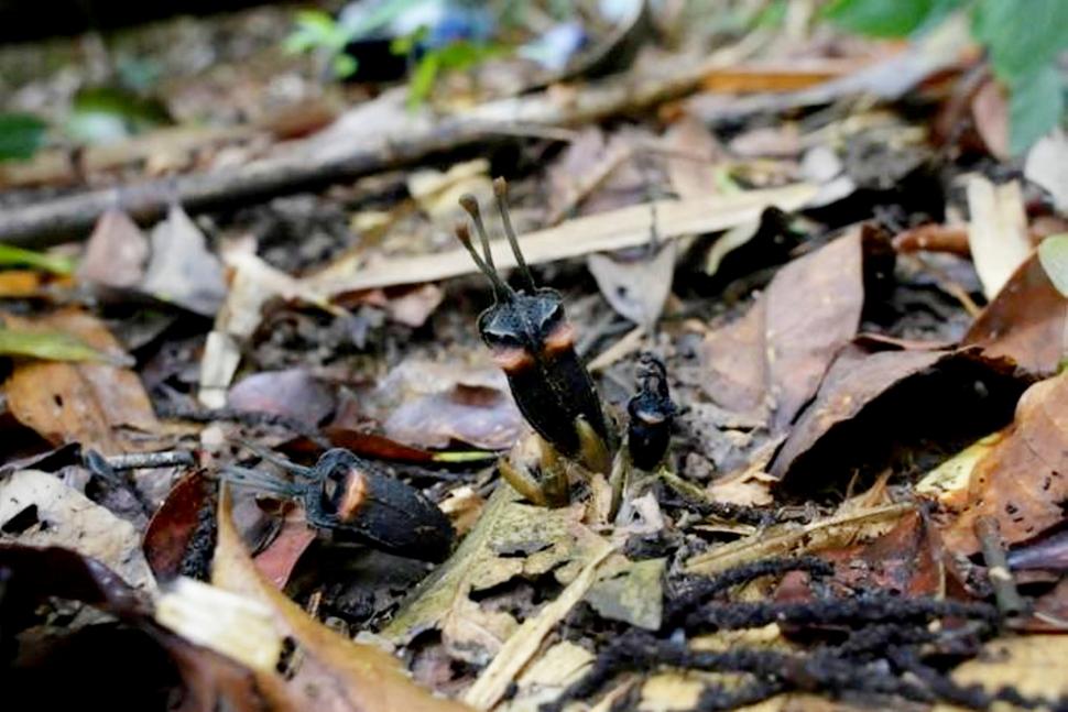 O floare neagră, cu „coarne”, a apărut în mijlocul unei păduri verzi. A primit un nume de demon. Unde poate fi văzută 1112551