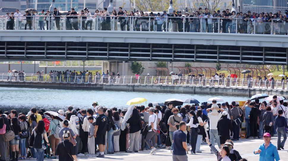 Rechinul celebru din Coreea de Sud rămas blocat într-un canal nu mai vrea să plece. S-a întors la două ore după ce a fost eliberat 1113553