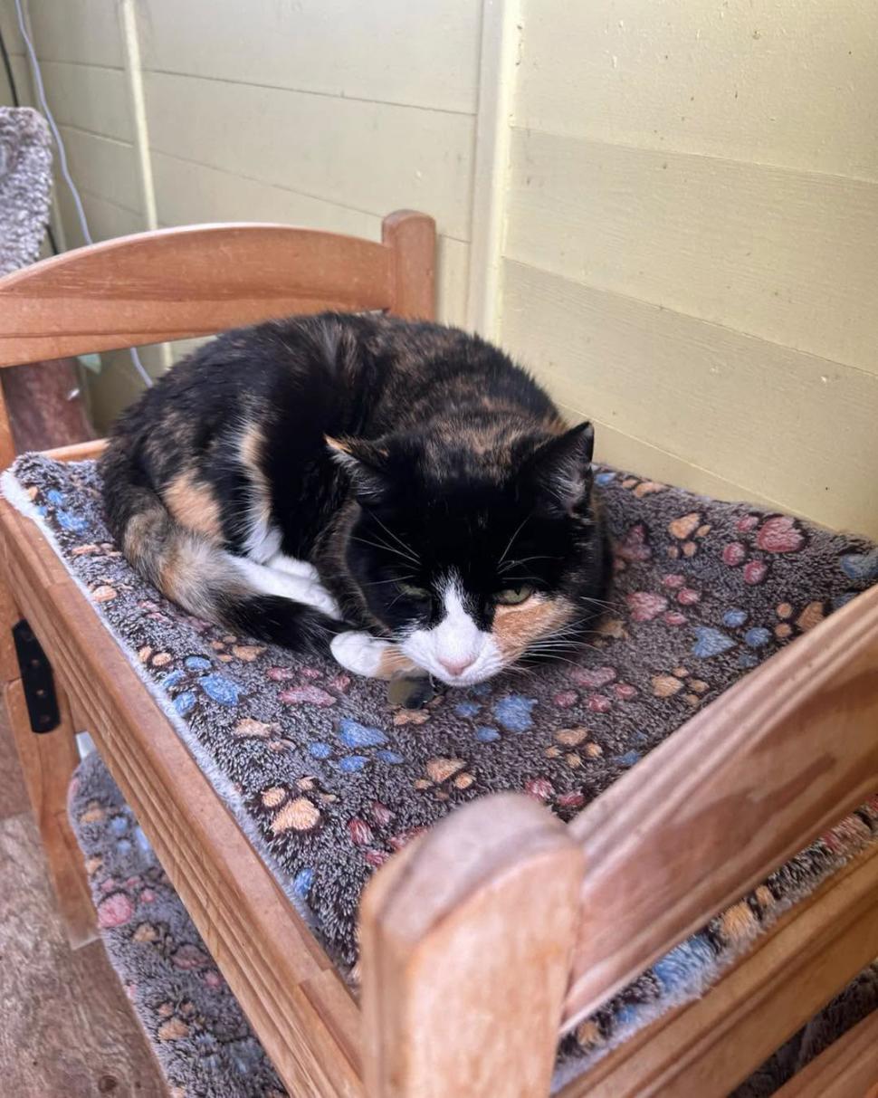 Adorabilul sat al pisicilor pensionare. Are chiar şi un magazin şi un loc de întâlnire 1113044