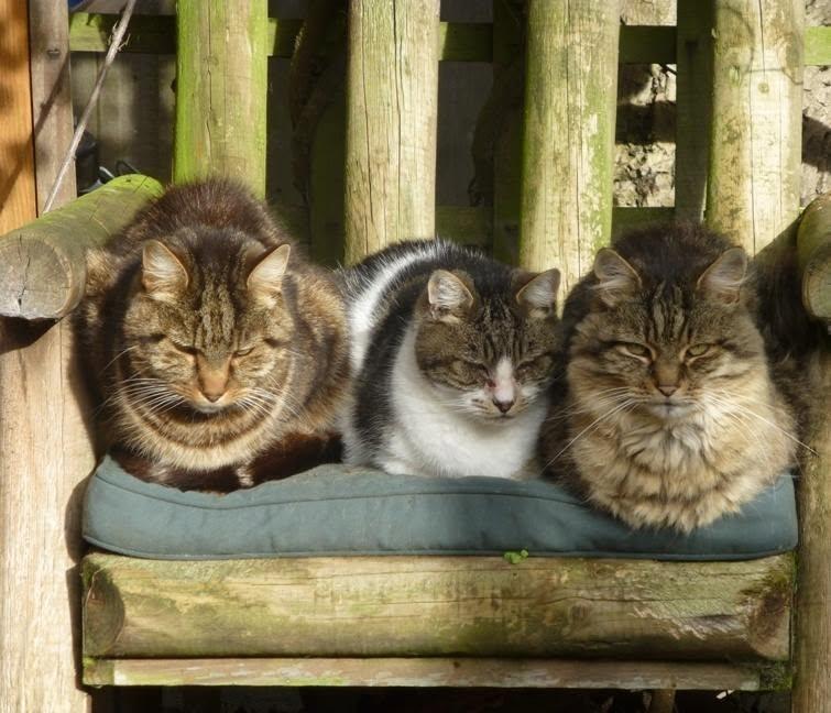 Adorabilul sat al pisicilor pensionare. Are chiar şi un magazin şi un loc de întâlnire 1113045