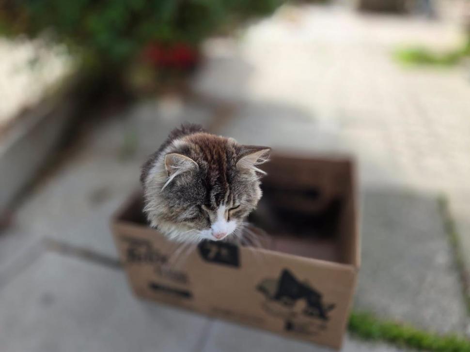 Adorabilul sat al pisicilor pensionare. Are chiar şi un magazin şi un loc de întâlnire 1113047