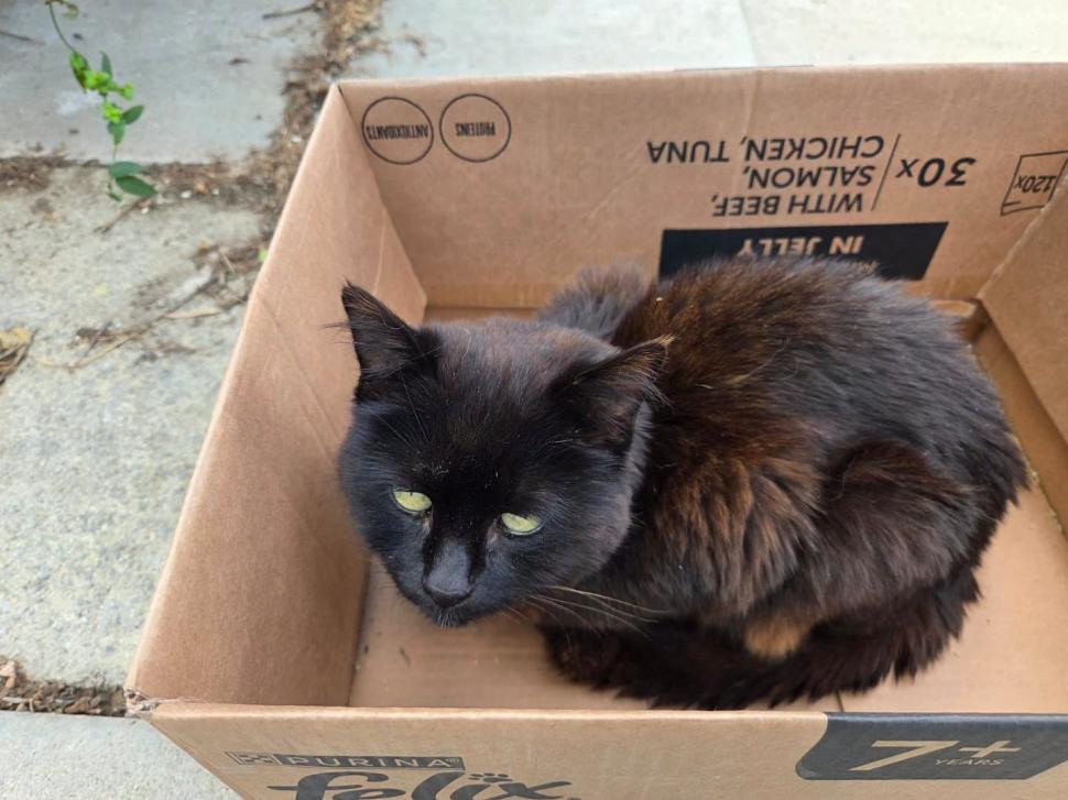 Adorabilul sat al pisicilor pensionare. Are chiar şi un magazin şi un loc de întâlnire 1113048