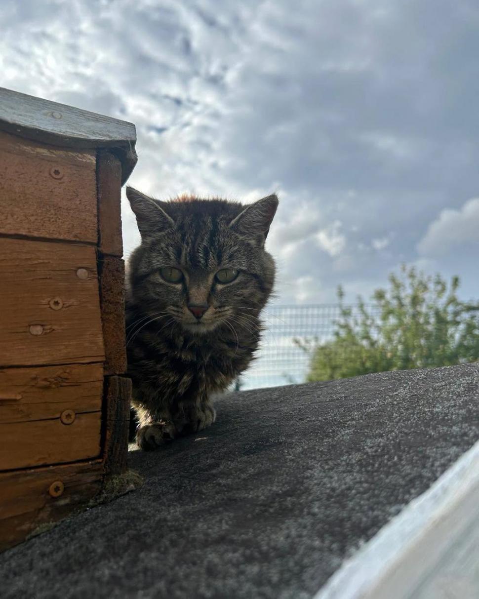 Adorabilul sat al pisicilor pensionare. Are chiar şi un magazin şi un loc de întâlnire 1113049