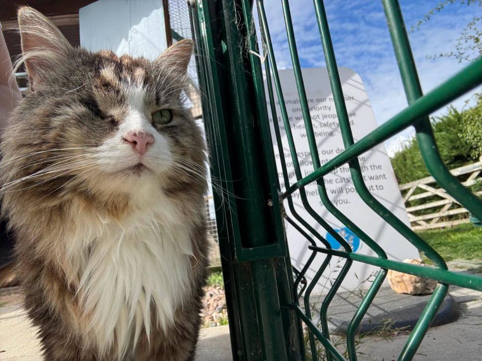 Adorabilul sat al pisicilor pensionare. Are chiar şi un magazin şi un loc de întâlnire 1113051