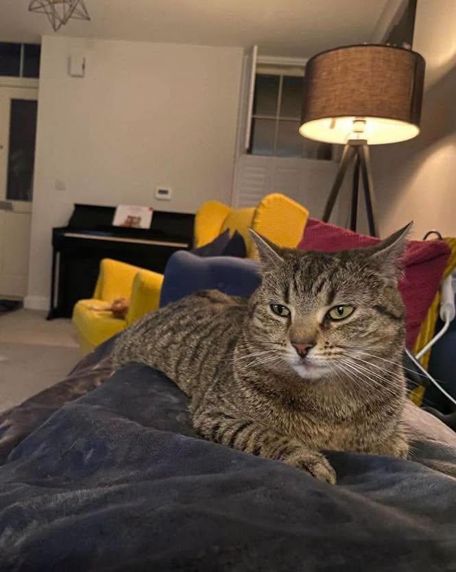 Adorabilul sat al pisicilor pensionare. Are chiar şi un magazin şi un loc de întâlnire 1113054
