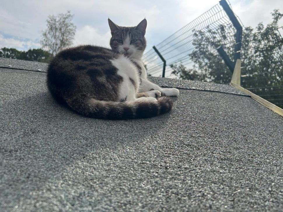 Adorabilul sat al pisicilor pensionare. Are chiar şi un magazin şi un loc de întâlnire 1113055