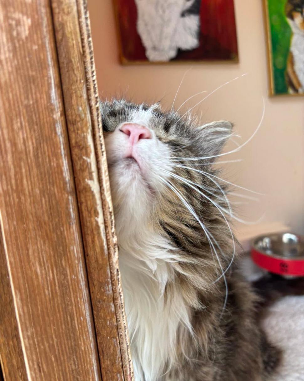 Adorabilul sat al pisicilor pensionare. Are chiar şi un magazin şi un loc de întâlnire 1113056