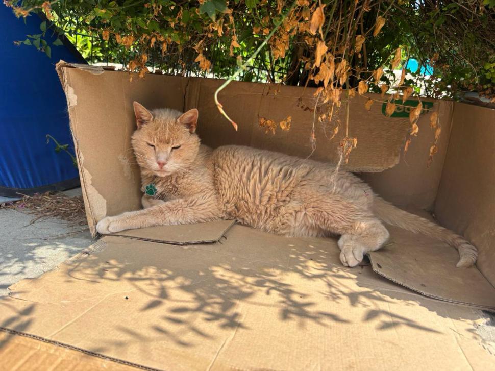 Adorabilul sat al pisicilor pensionare. Are chiar şi un magazin şi un loc de întâlnire 1113057