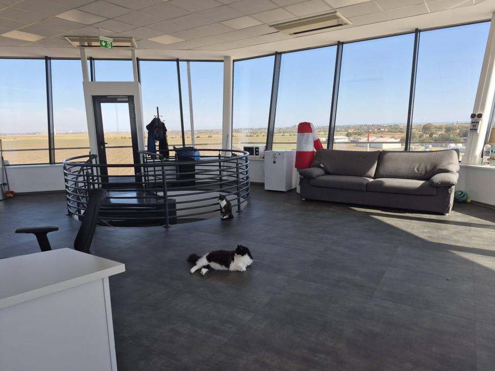 Trei pisici au devenit vedetele aeroporului din Tuzla. Ce misiune specială au Molly, Lenuța şi Marian în turnul de control 1113938
