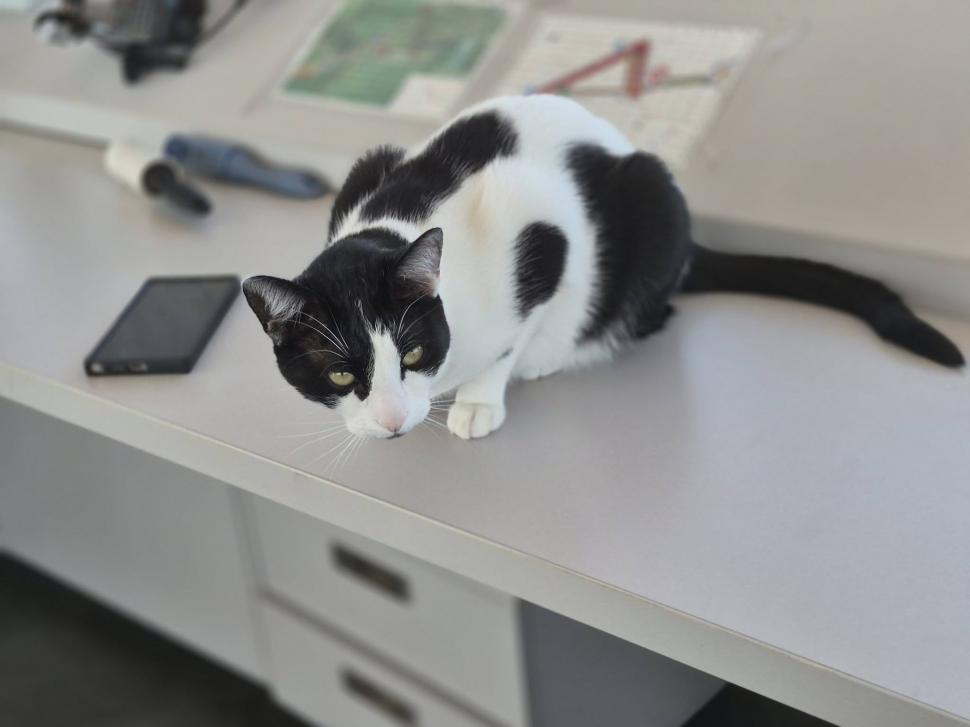 Trei pisici au devenit vedetele aeroporului din Tuzla. Ce misiune specială au Molly, Lenuța şi Marian în turnul de control 1113941