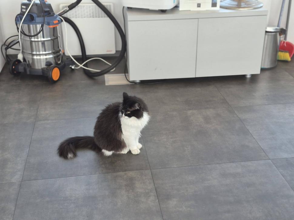 Trei pisici au devenit vedetele aeroporului din Tuzla. Ce misiune specială au Molly, Lenuța şi Marian în turnul de control 1113943
