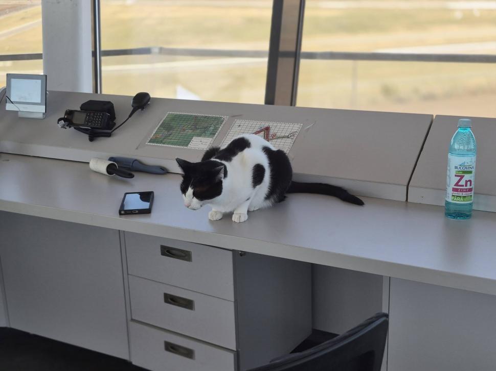 Trei pisici au devenit vedetele aeroporului din Tuzla. Ce misiune specială au Molly, Lenuța şi Marian în turnul de control 1113950