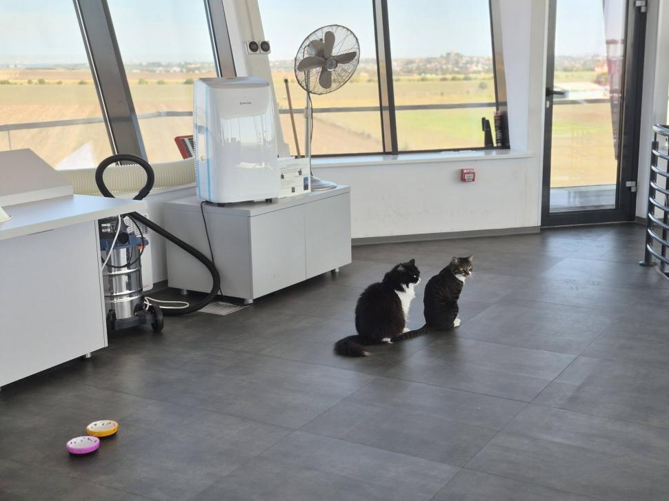Trei pisici au devenit vedetele aeroporului din Tuzla. Ce misiune specială au Molly, Lenuța şi Marian în turnul de control 1113951