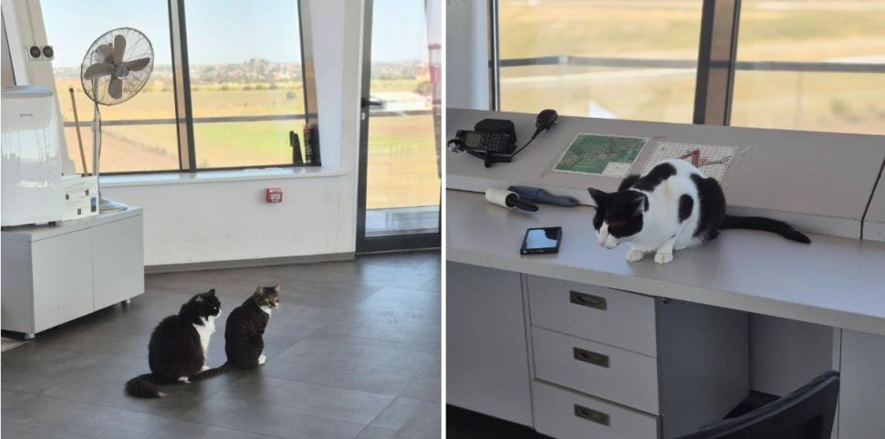 Trei pisici au devenit vedetele aeroporului din Tuzla. Ce misiune specială au Molly, Lenuța şi Marian în turnul de control 1113954