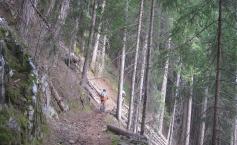 Supărat că a pierdut hectare de pădure, Arhiepiscopul Sucevei şi Rădăuţilor a răbufnit: „Resursele ţării au fost vândute la străini de trădători din sânul nostru”