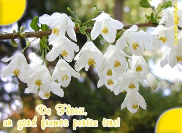 Felicitări Florii Pt Facebook Cele Mai Frumoase Poze Cu Flori