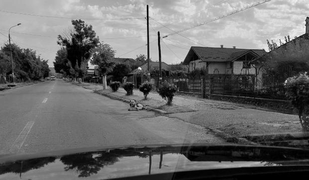Lecţia oferită de un câine, pe o stradă din Curtea de Argeş
