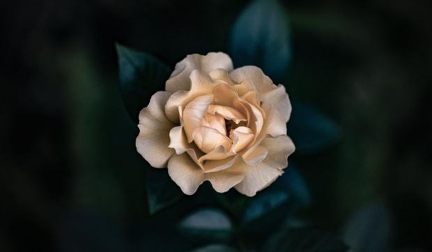 Floarea care aduce norocul în dragoste. Reaprinde pasiunea în cuplu, susţine iubirea şi pacea în familie