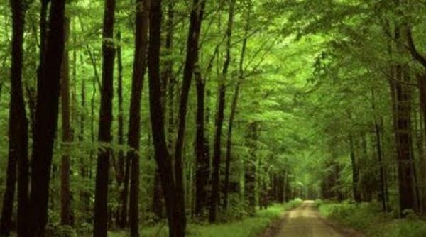 o luna de campanie si aproape 100 000 de semnaturi padurile virgine la un pas de salvare