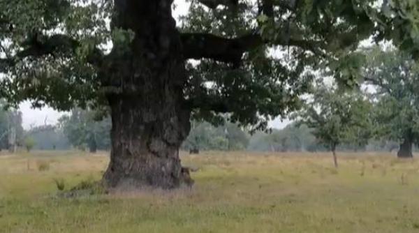 vedere tara dobrovat stefan mare