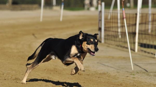 pasiune transformata in meserie ce a ales sa faca un iubitor de animale pasiune transformata in meserie ce a ales sa faca un iubitor de animale