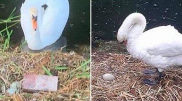 O lebădă a murit de inimă rea, după ce mai mulți tineri i-au zdrobit ouăle clocite 
