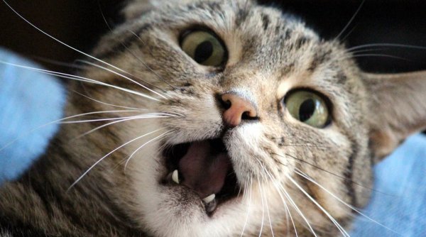 Poate o pisică să ucidă un om folosind colții și ghearele? Răspunsul surprinzător al unui specialist